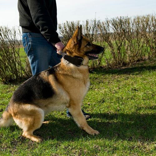Zdjęcie produktu Obroża z uchwytem ze skóry SOFT 7