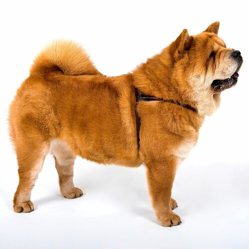 Product photo Round Soft Leather Harness 'Chow-Chow' 3