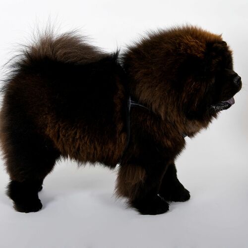 Product photo Round Soft Leather Harness 'Chow-Chow' 3