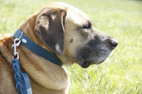 Product photo Natural Soft Leather Leash, Braided 2