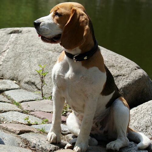 Product photo Exclusive Leather Collar 7