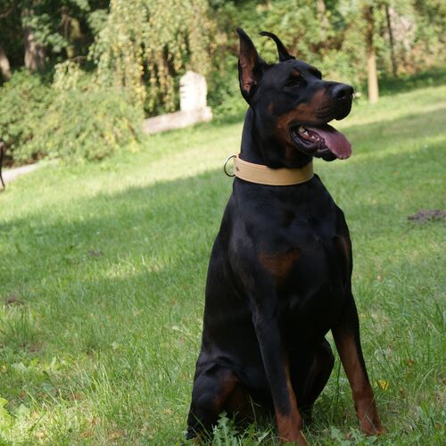 Product photo Exclusive Leather Collar 4