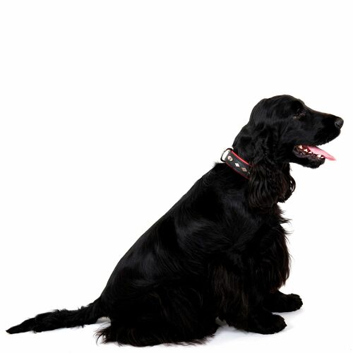 Product photo Exclusive Leather Decorative Collar 5