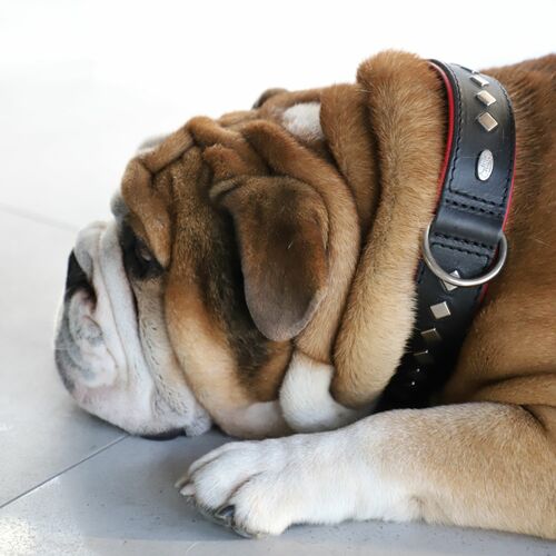 Product photo Exclusive Leather Decorative Collar 13