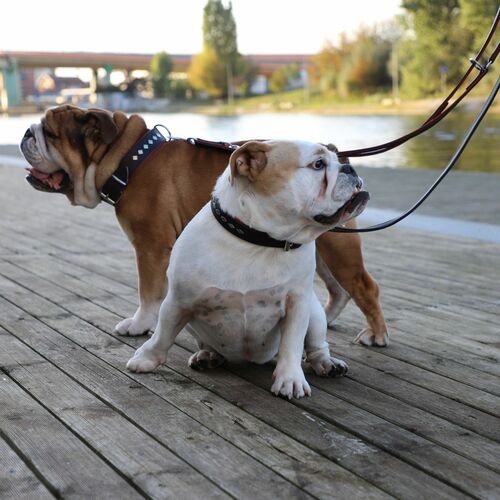 Product photo Exclusive Leather Decorative Collar 5