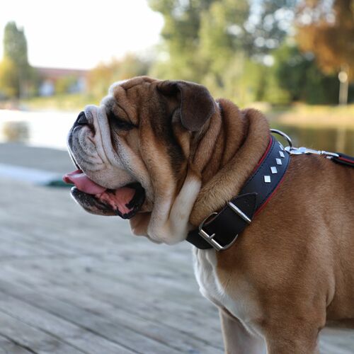 Product photo Exclusive Leather Decorative Collar 10