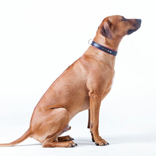 Product photo Exclusive Leather Decorative Collar 11