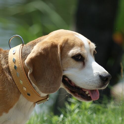 Product photo Exclusive Leather Decorative Collar 9