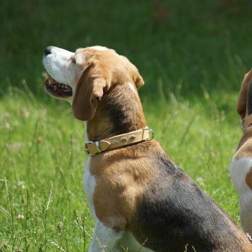 Product photo Exclusive Leather Decorative Collar 4