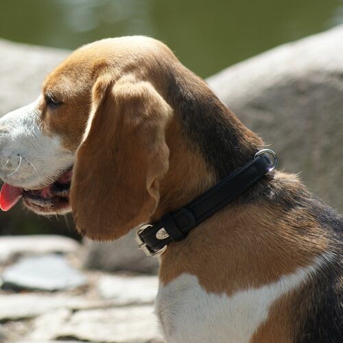 Product photo Royal Leather Collar 5