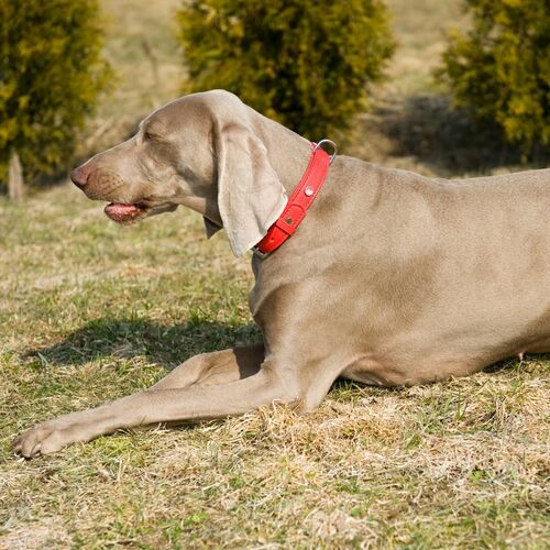 Product photo Royal Leather Decorative Collar 4