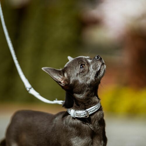 Product photo Basic Collar With Metal Buckle 3