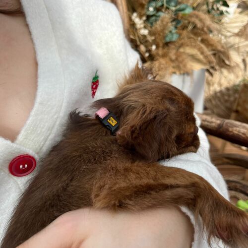 Product photo Basic Adjustable Collar With Plastic Buckle 5