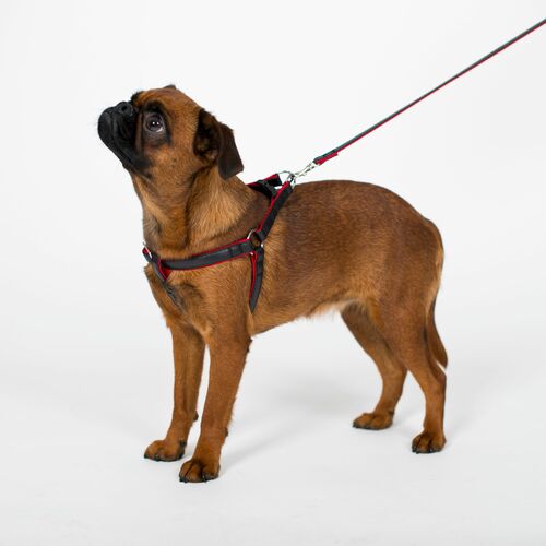 Product photo Basic 'Fred' Step-In Harness 5
