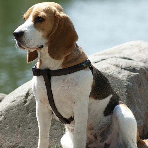 Product photo Basic 'Fred' Step-In Harness 5