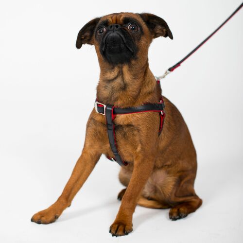 Product photo Basic Urban Leash 3