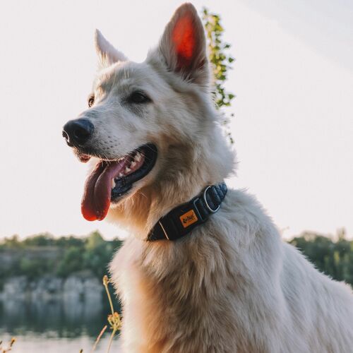 Product photo Terra Collar With Plastic Buckle 7