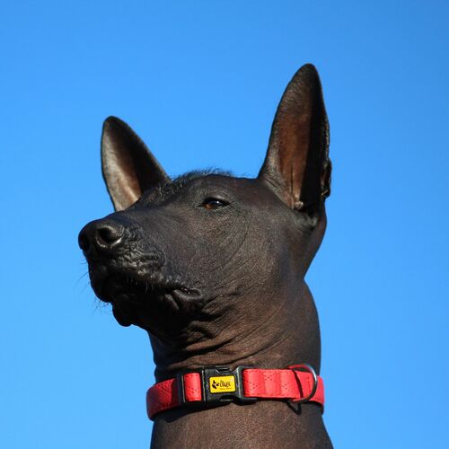 Product photo Terra Collar With Plastic Buckle 3