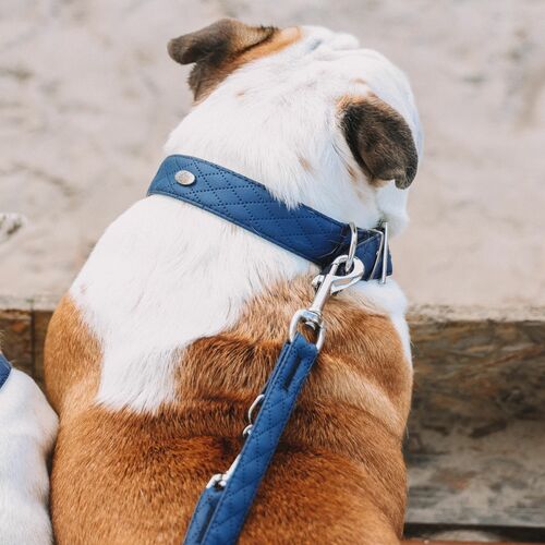 Product photo Terra Collar With Metal Buckle 3