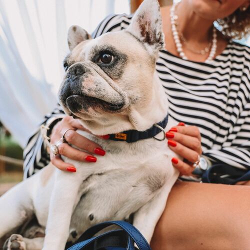 Product photo Terra Collar With Plastic Buckle 3