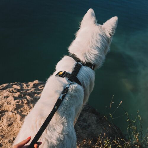 Product photo Terra Guard Harness 11
