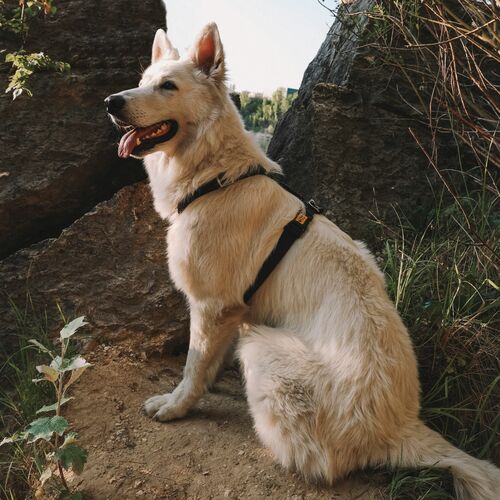 Product photo Terra Guard Harness 7