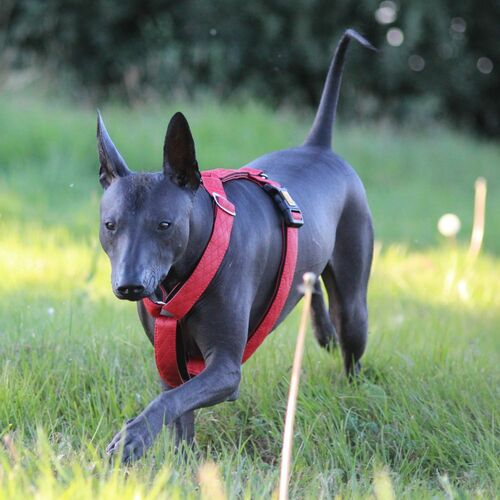 Product photo Terra Guard Harness 3