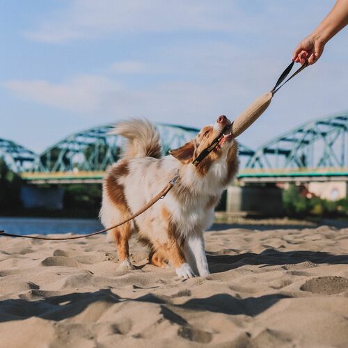 Product photo Terra Extendable Leash 3