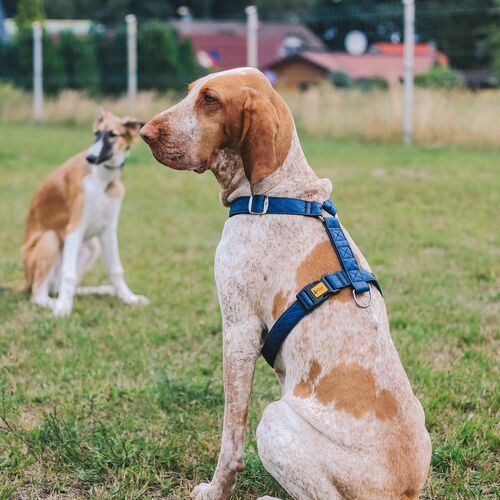 Product photo Terra Guard Harness 3