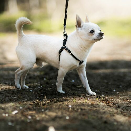 Product photo New York Step-In Harness 7