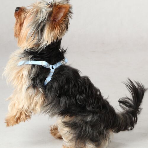 Product photo New York Step-In Harness 7