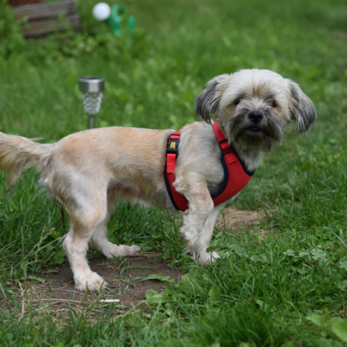 Product photo Anti-Pressure Harness 2-Belts Adjustable 3