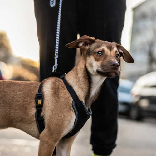 Product photo Anti-Pressure Harness 2-Belts Adjustable 2