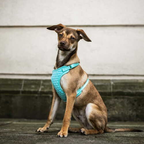 Product photo Anti-Pressure Harness 2-Belts Adjustable 2