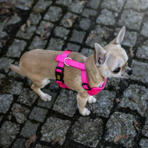 Product photo Anti-Pressure Harness 2-Belts Adjustable 2