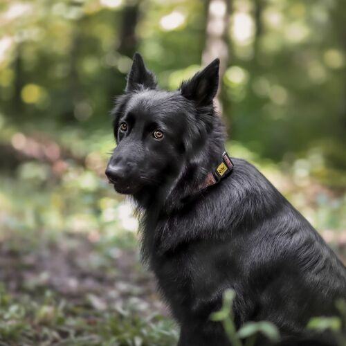 Product photo America Collar - Indiana 3