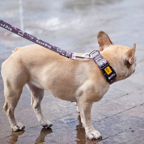 Product photo America Collar - Nevada 12