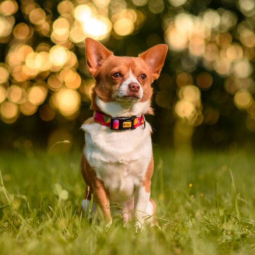 Product photo America Collar - Kolorado 10