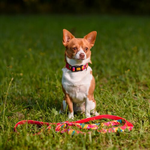 Product photo America Collar - Kolorado 12