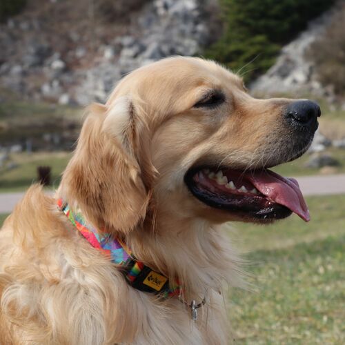 Product photo America Collar - Kolorado 8