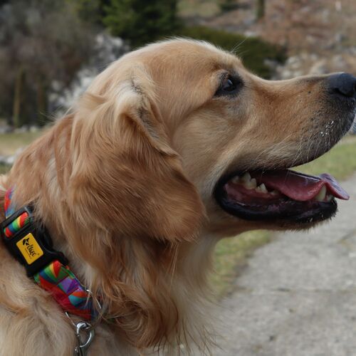 Product photo America Collar - Kolorado 9