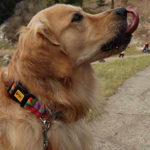 Product photo America Collar - Kolorado 13