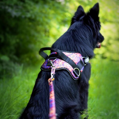 Product photo America Leash - Indiana 4