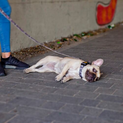 Product photo America Leash - Nevada 3