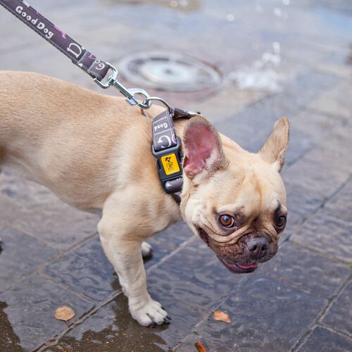 Product photo America Leash - Nevada 9