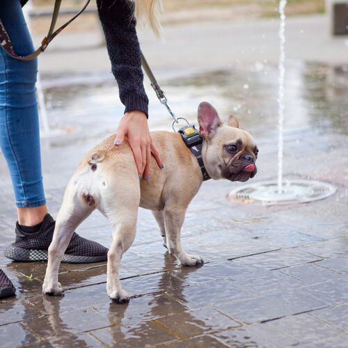 Product photo America Leash - Nevada 10