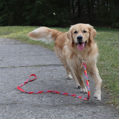 Product photo America Leash - Colorado 5