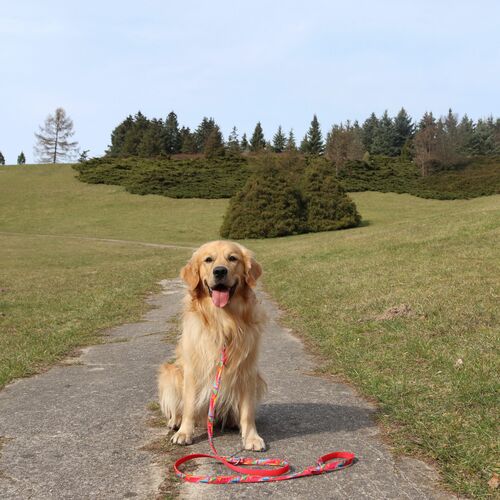 Product photo America Leash - Colorado 8