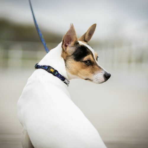 Product photo America Collar-Missisipi Mini 5