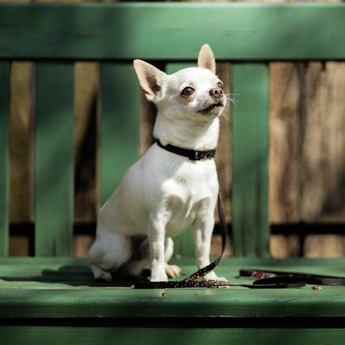 Product photo America Leash-Alabama Mini 2